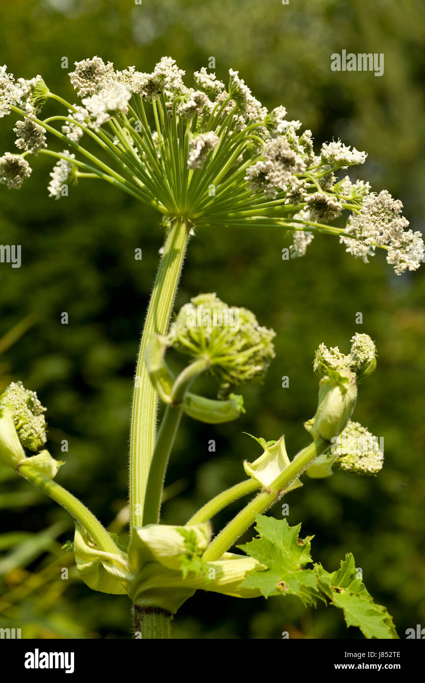 flower plant white toxic poisonous nature closeup flower plant botany