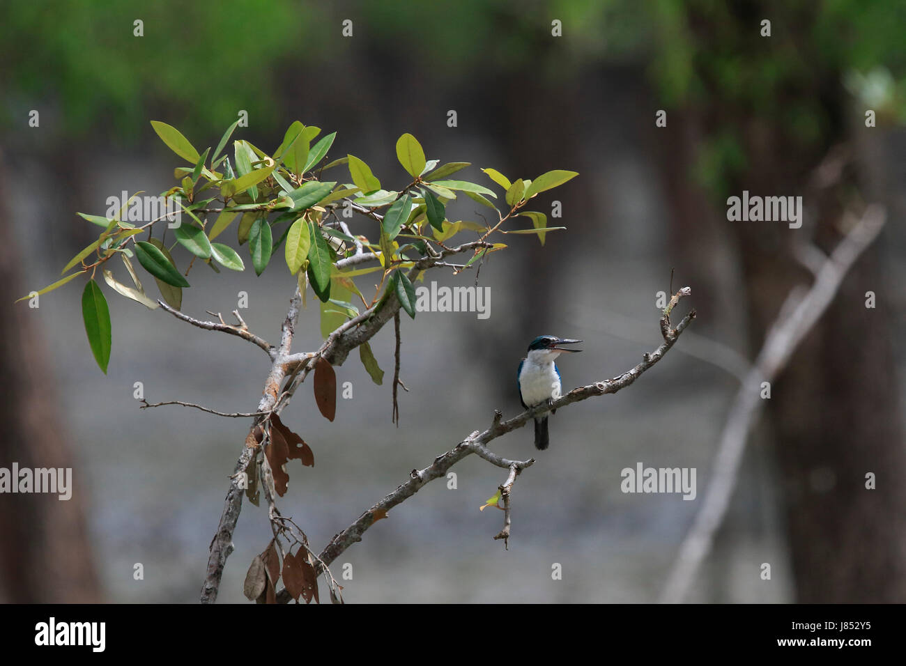 Collared kingfisher (Todiramphus chloris) in the world largest mangrove forest Sundarbans, famous for the Royal Bengal Tiger and UNESCO World Heritage Stock Photo