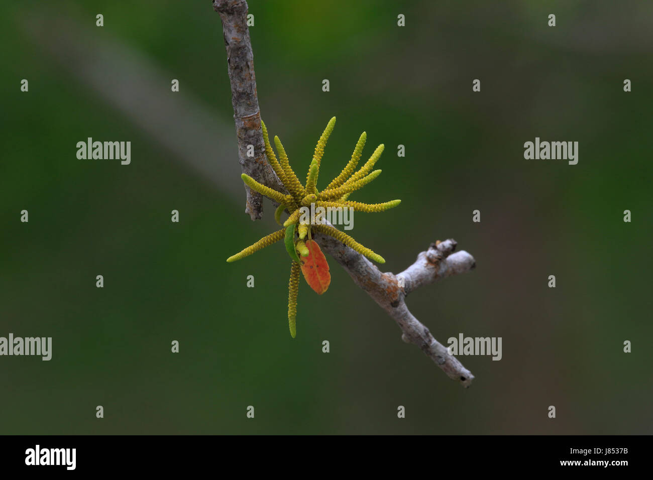 Full bloom Gewa (Excoecaria agallocha) trees in Sundarbans,  a UNESCO World Heritage and world largest mangrove forest. Bagerhat, Bangladesh. Stock Photo