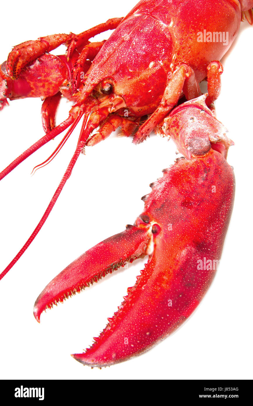 food aliment isolated freshness antenna gourmet lobster claw luxury
