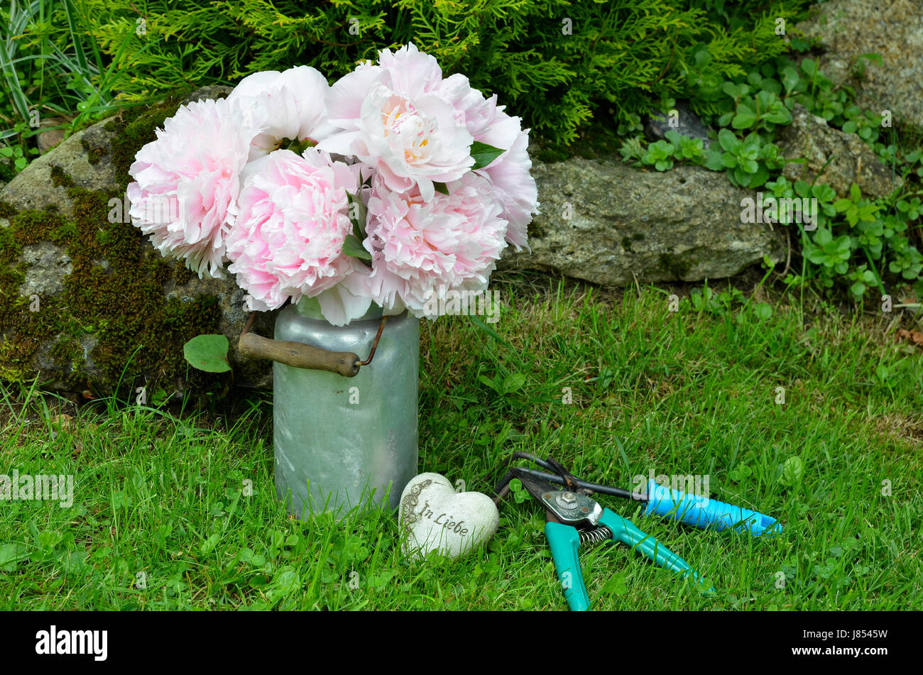 pink peonies in the garden Stock Photo - Alamy