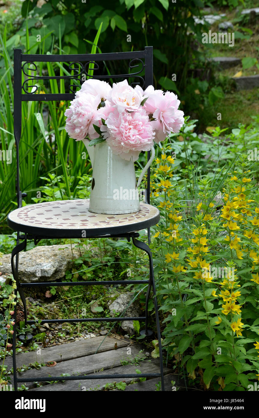 pink peonies in the garden Stock Photo - Alamy