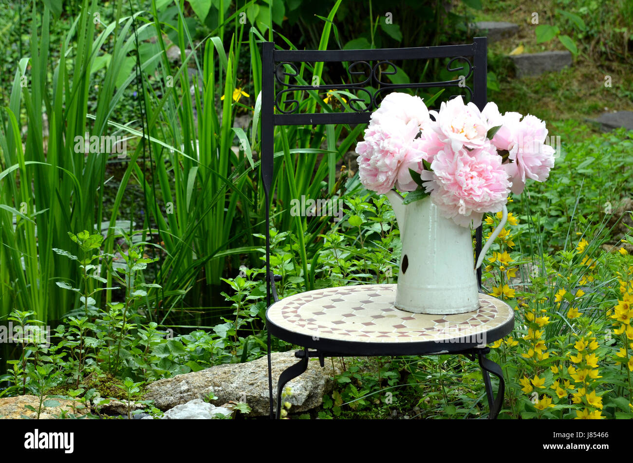 pink peonies in the garden Stock Photo - Alamy