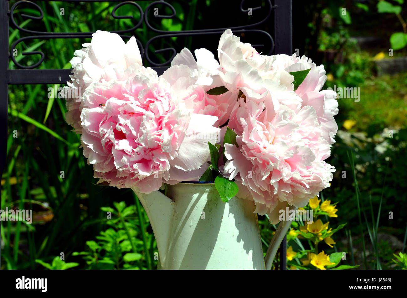 pink peonies in the garden Stock Photo - Alamy