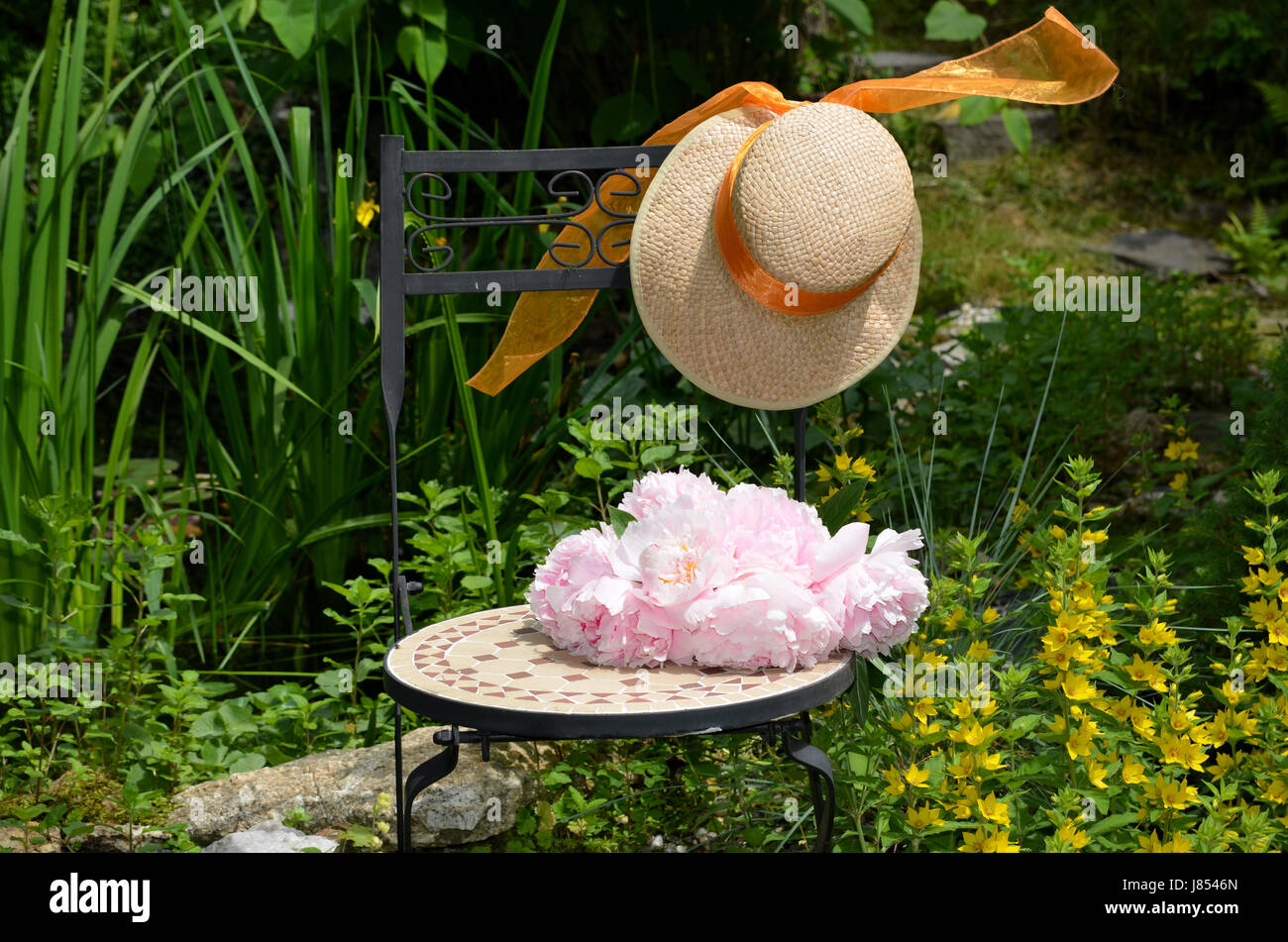 pink peonies in the garden Stock Photo - Alamy