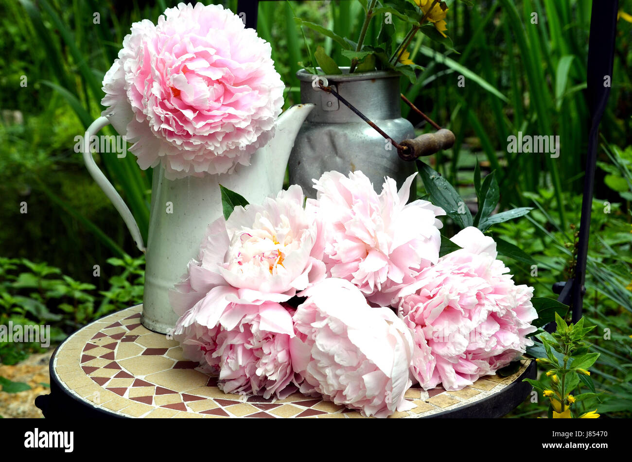pink peonies in the garden Stock Photo - Alamy