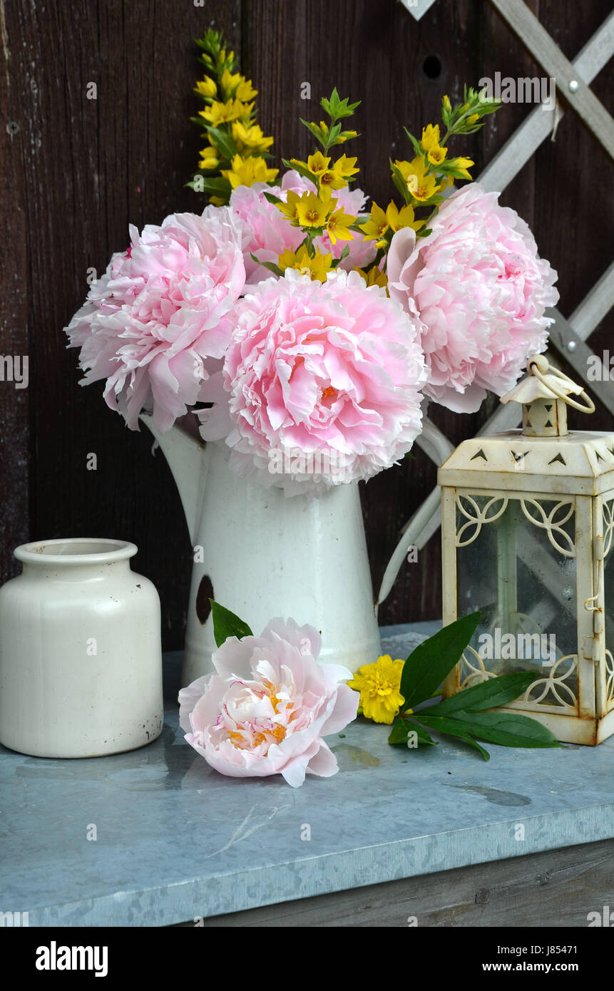 pink peonies in the garden Stock Photo - Alamy
