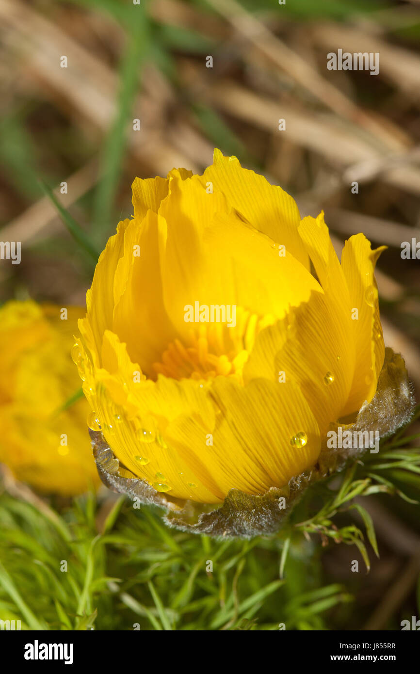 flower flowers plant blossoms bleed meadow grass lawn green yellow macro Stock Photo