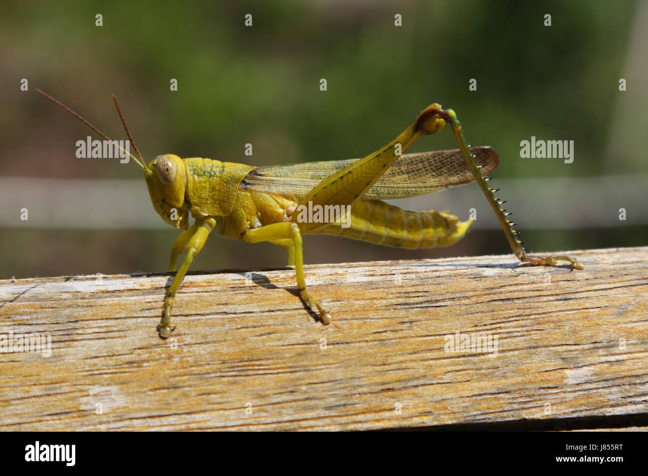 insect indonesia plague insect indonesia plague Stock Photo Alamy