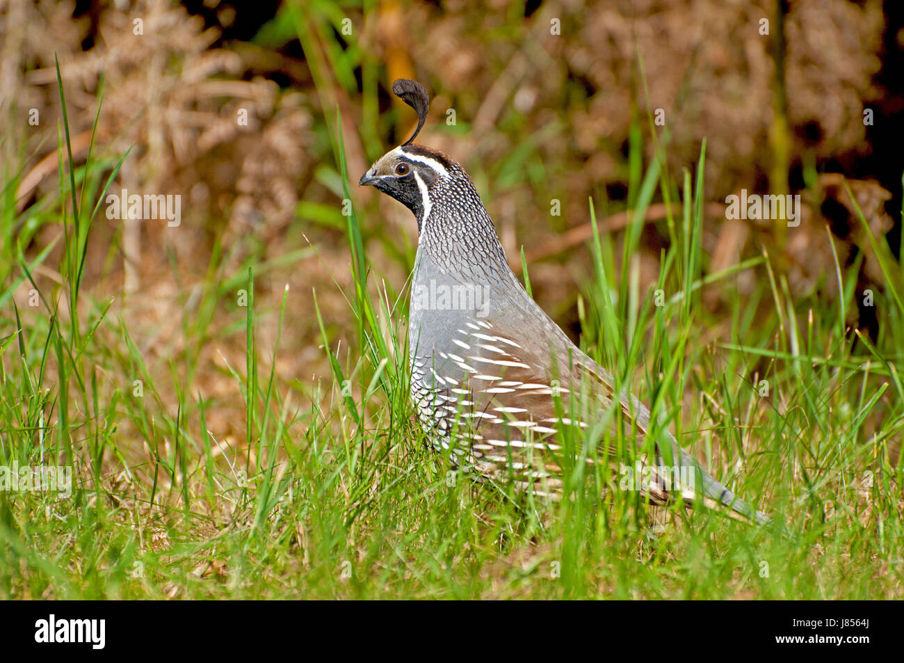 bird fauna birds new zealand wildlife chicken quail animal bird fauna animals Stock Photo
