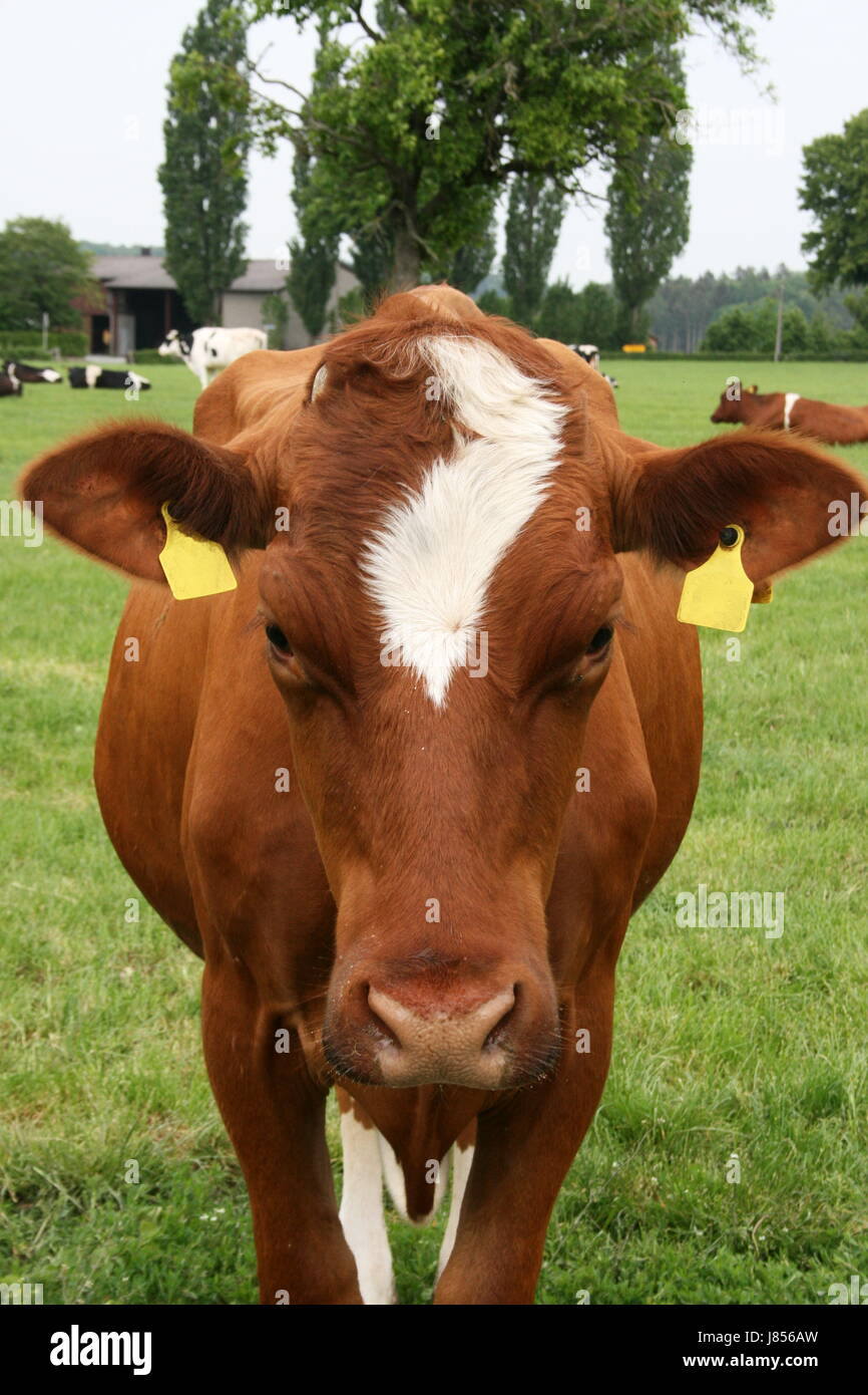 portrait cow animal mammal brown brownish brunette animals agriculture farming Stock Photo