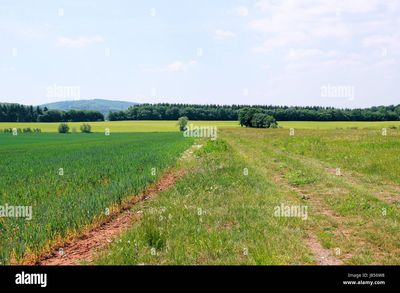 green field path way scenery countryside nature green ground soil earth humus Stock Photo