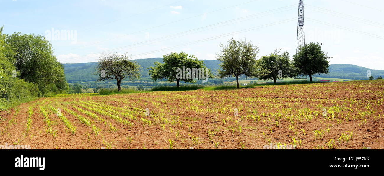 apple trees and corn field panorama Stock Photo - Alamy