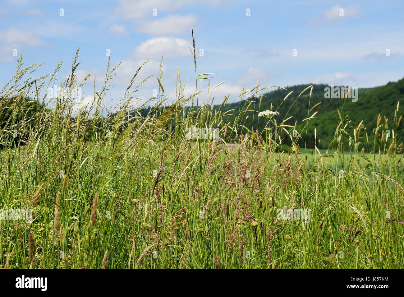 grasses pollen allergies meadow grass lawn green plant bloom blossom