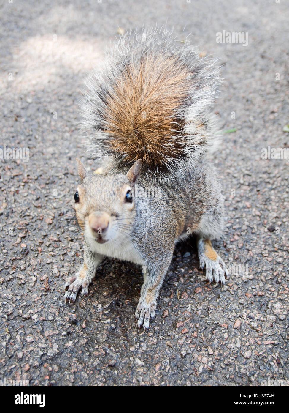 squirrel scientific name animal wild animals zoo mammals farm squirrel