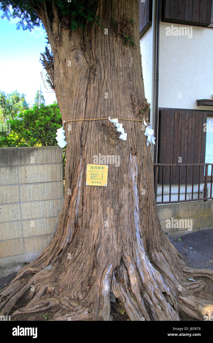 Preserved Old Japanese Elm Trees of ToyokashimaJinja Shinto Shrine in Higashiyamato city Tokyo
