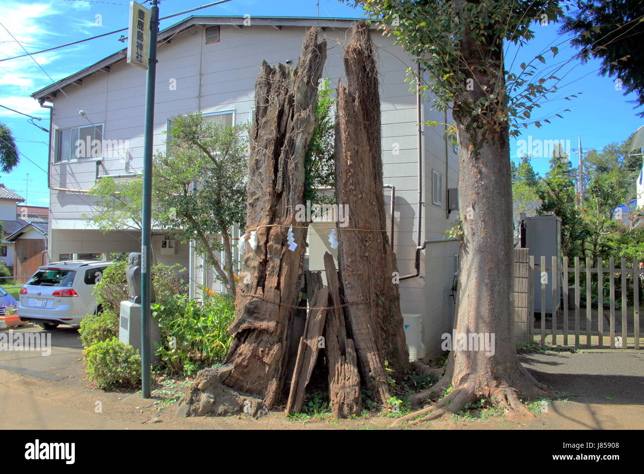 Preserved Old Japanese Elm Trees of ToyokashimaJinja Shinto Shrine in Higashiyamato city Tokyo