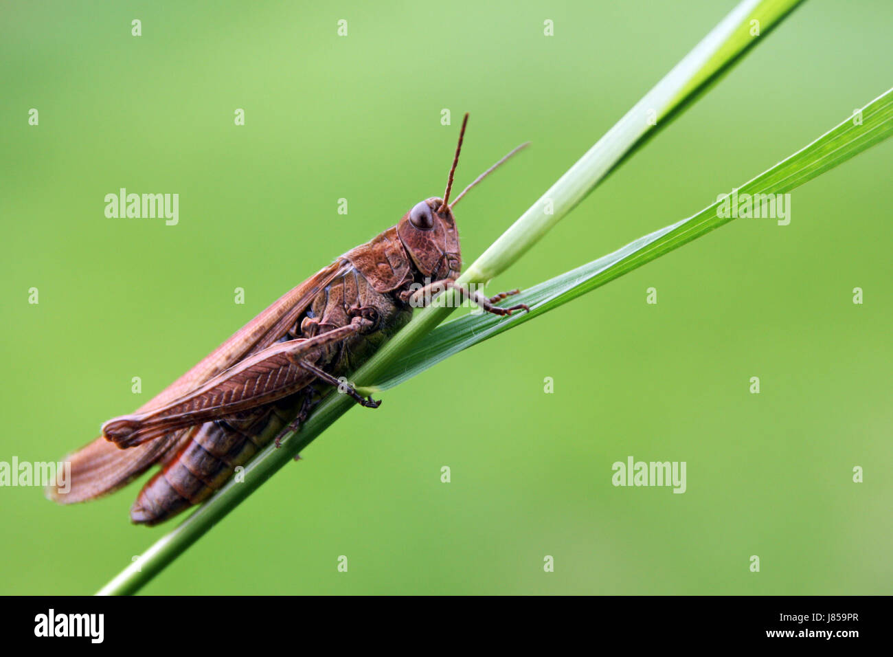 grasshopper grasshopper chorthippus seitlich chorthippus brunneus brauner Stock Photo