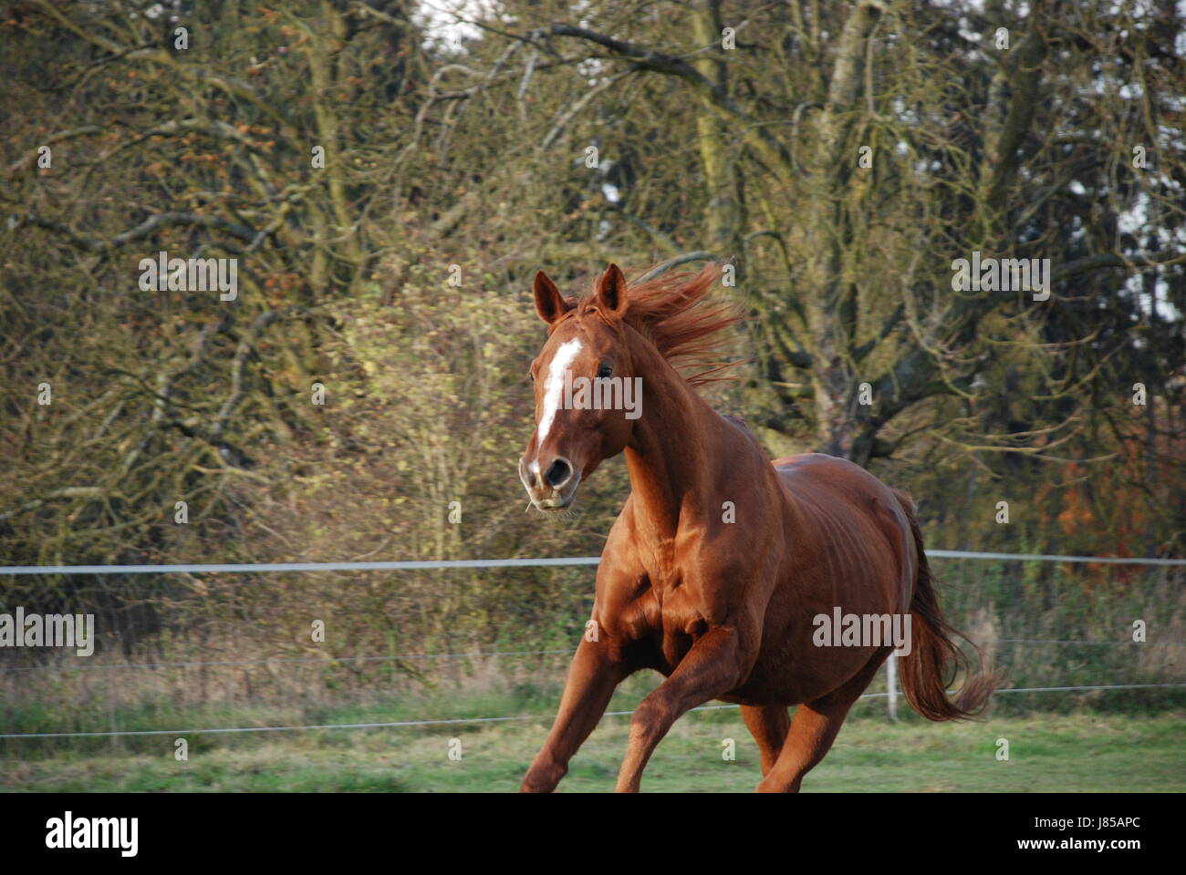 sport sports ride horse portrait temperament horseriding motion postponement Stock Photo