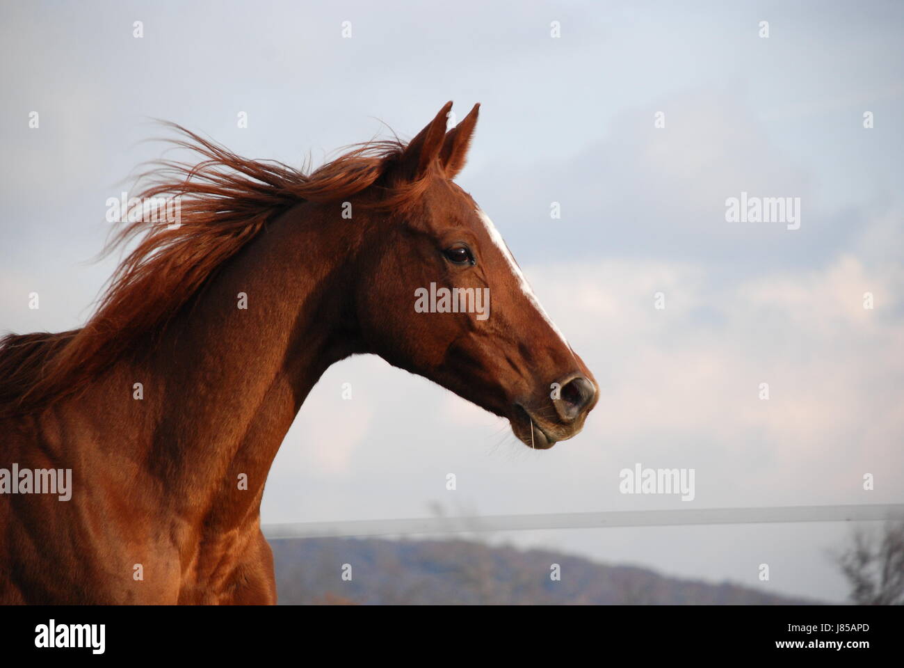 sport sports ride horse portrait temperament horseriding motion postponement Stock Photo