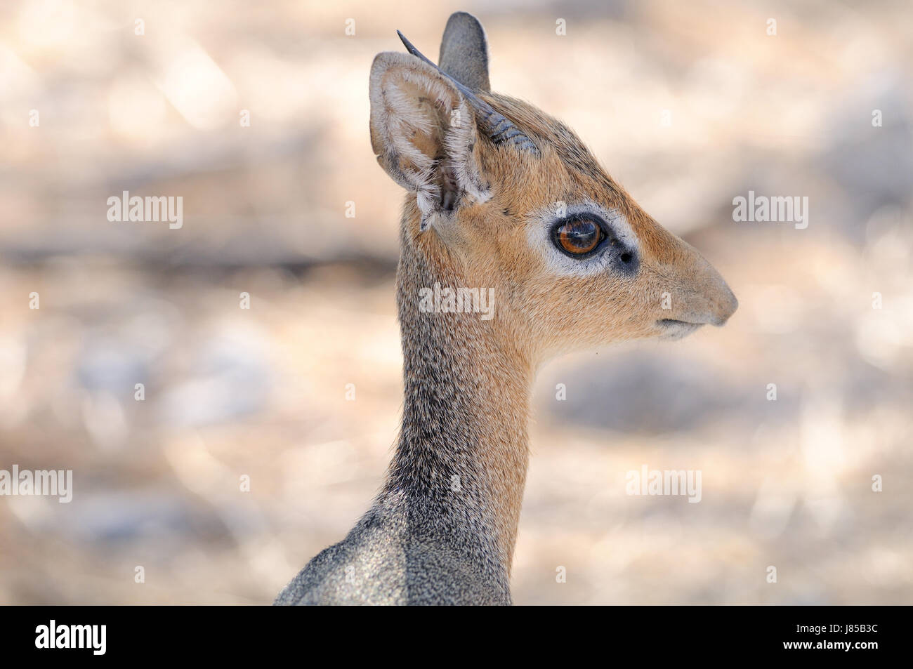 africa namibia antelope africa namibia antelope zwergantilope dikdik  dikdiks Stock Photo - Alamy