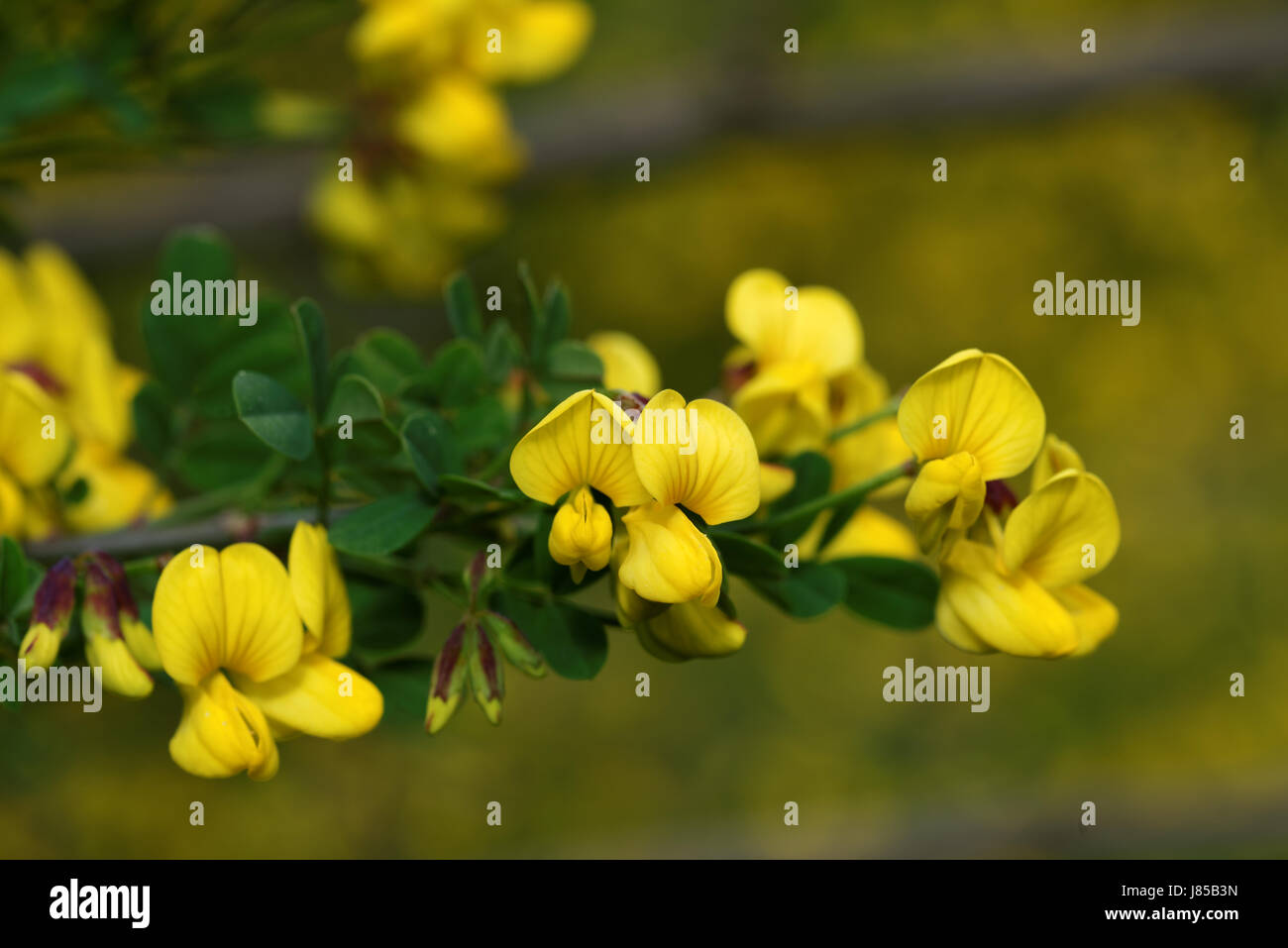 Caragana arborescens, the Siberian peashrub, Siberian pea-tree, or caragana. Stock Photo