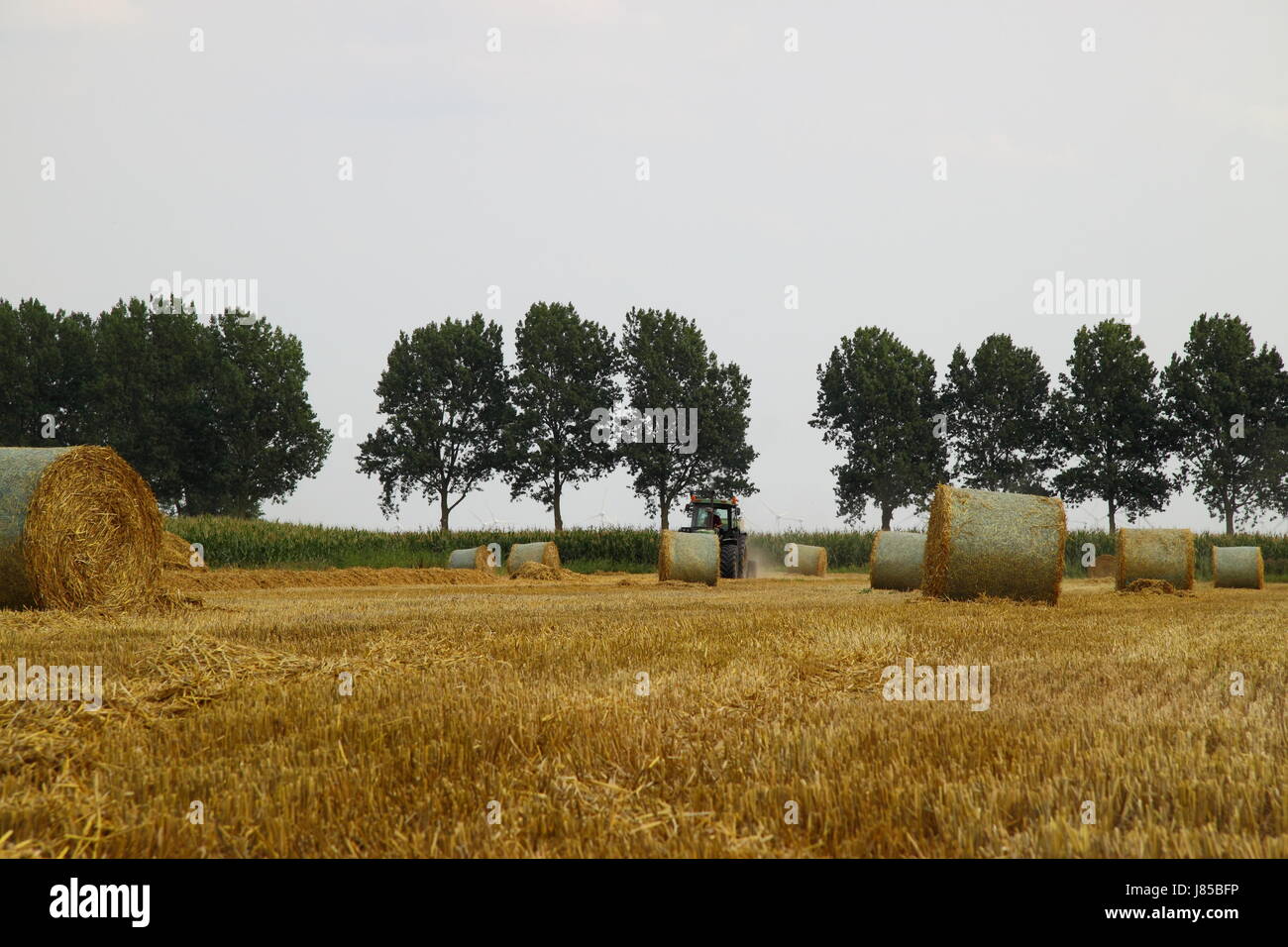 stubble with round bales Stock Photo