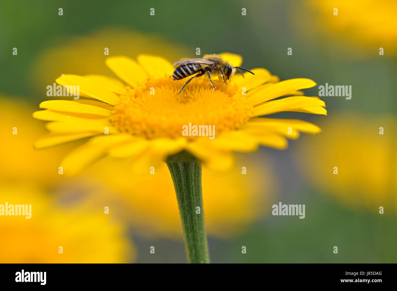 yellow macro close-up macro admission close up view insect insects ...