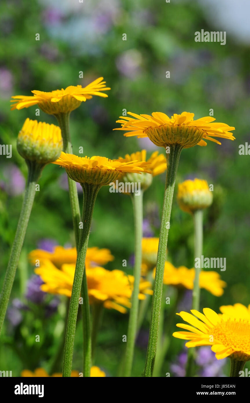 dyer's chamomile anthemis tinctoria- Stock Photo
