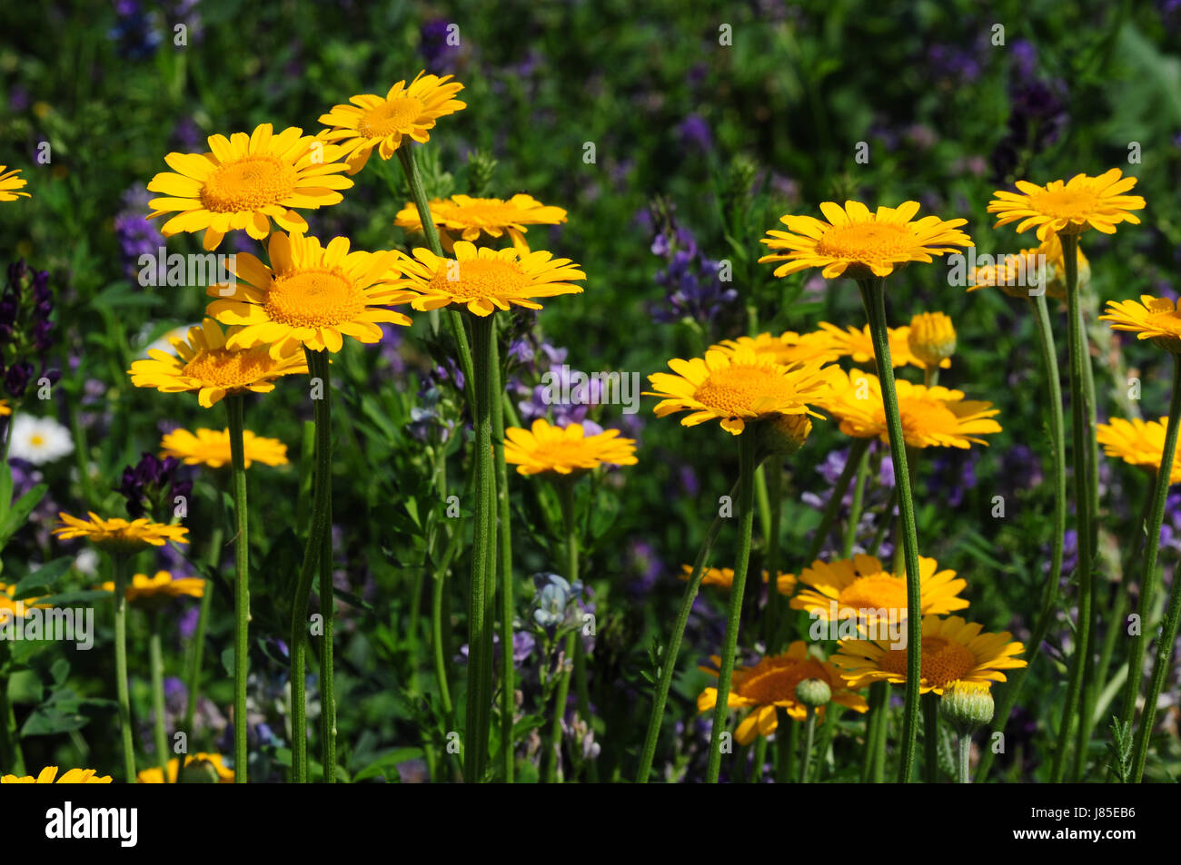 compositae meadow yellow useful plant flora europe flower meadow homeopathy Stock Photo