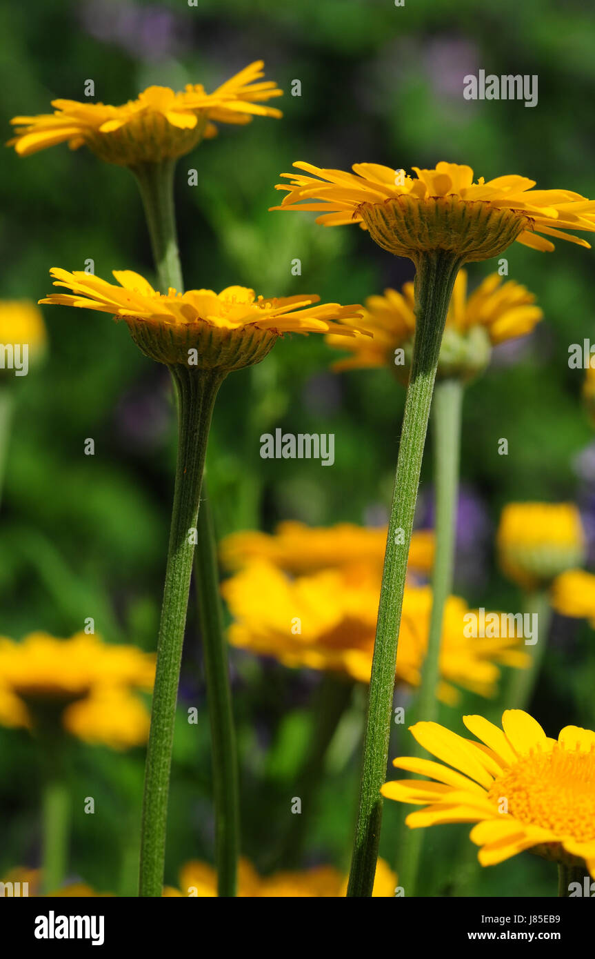 compositae meadow yellow useful plant flora europe flower meadow homeopathy Stock Photo