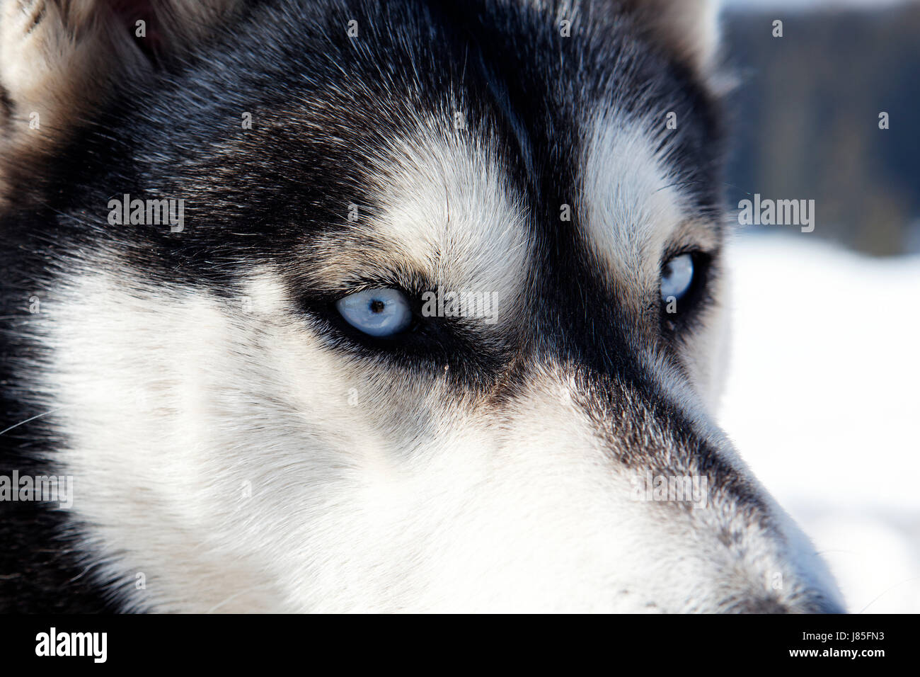 blue eye organ dog head husky blue eye organ look glancing see view ...