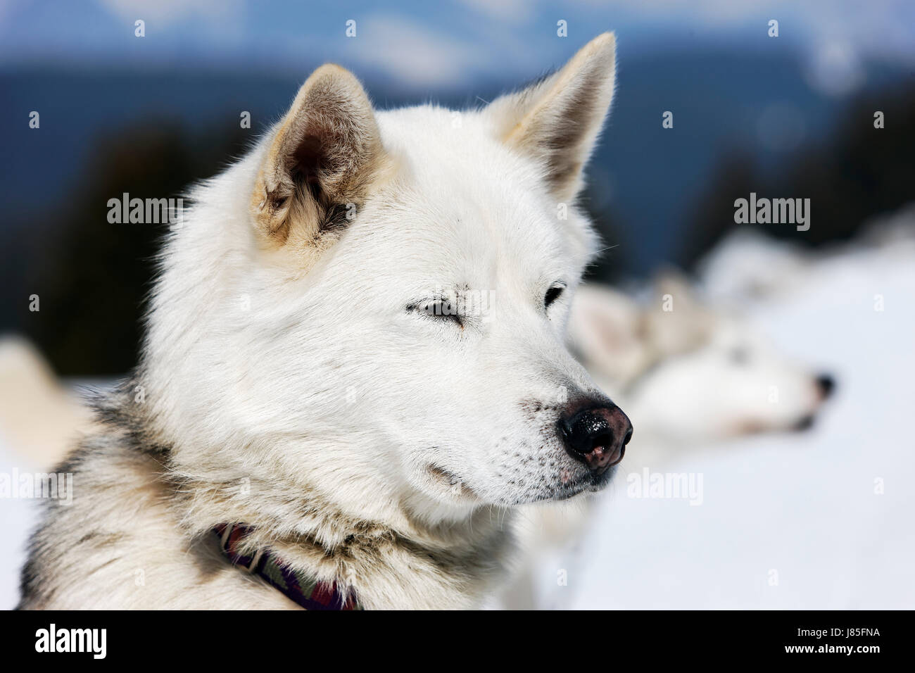 dog white head husky blue eye organ look glancing see view looking ...