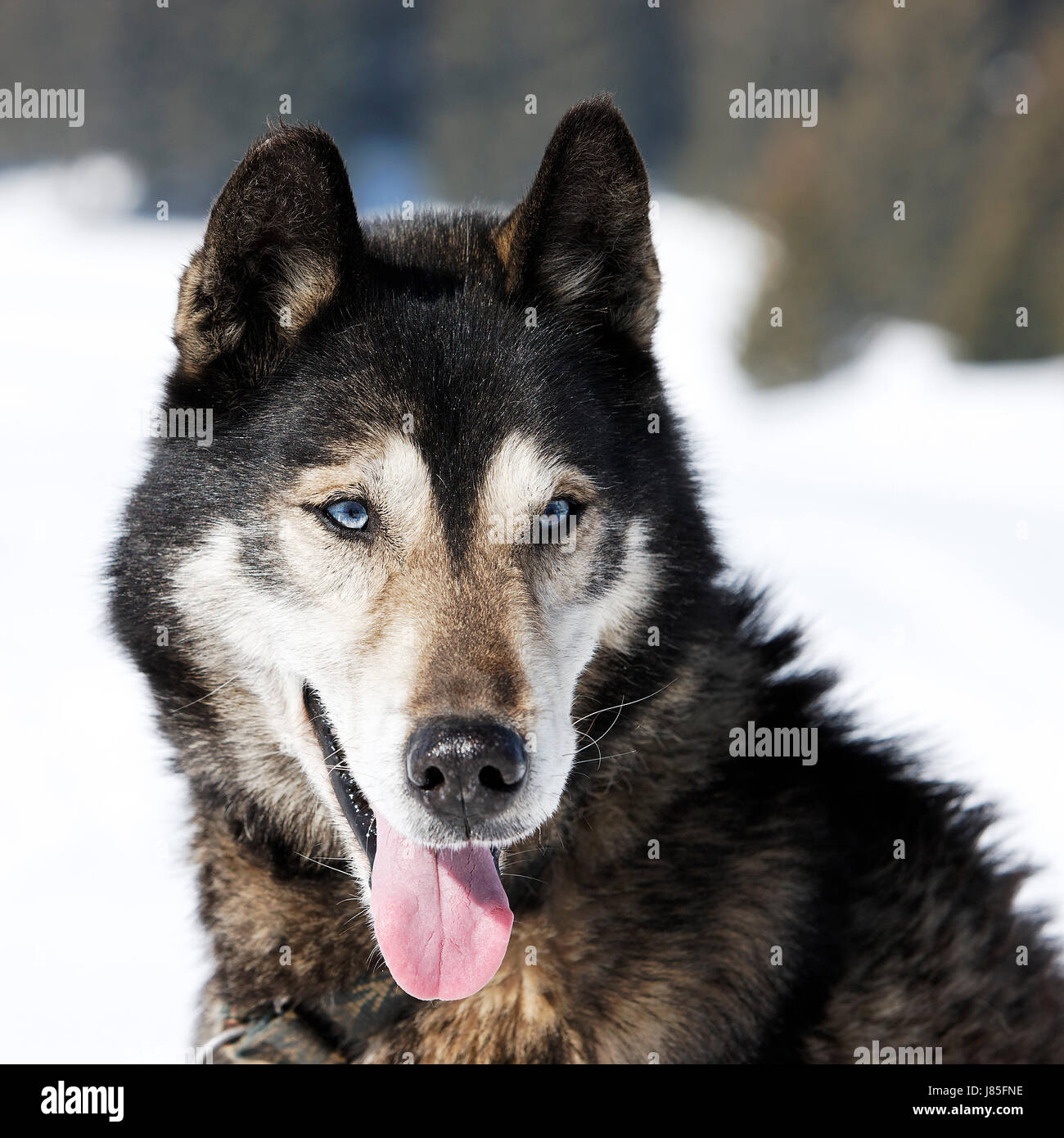 dog head husky blue eye organ look glancing see view looking peeking ...
