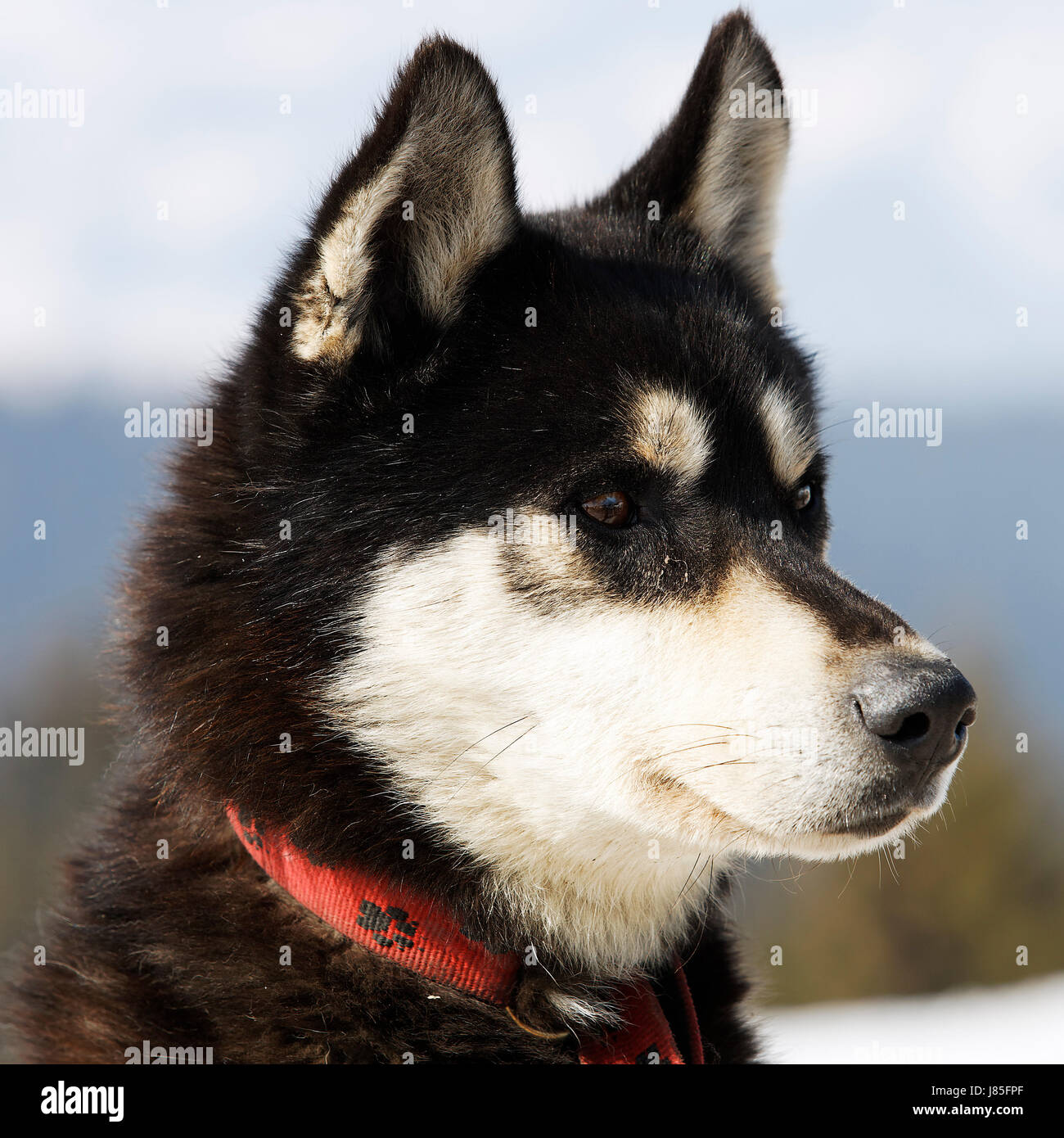 dog head husky blue eye organ look glancing see view looking peeking ...