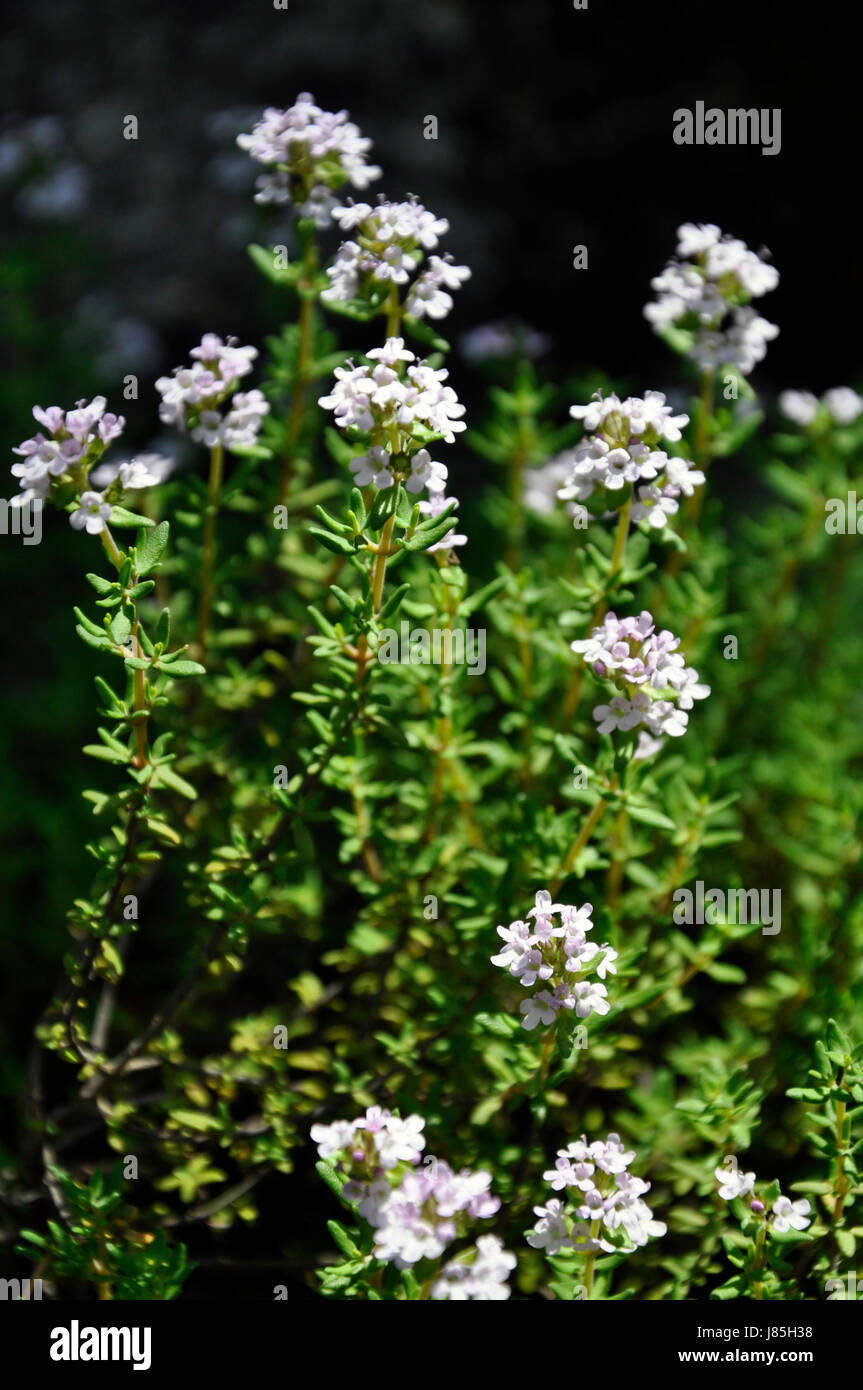 herb fragrant thyme spice outside delicate means agent medicine drug