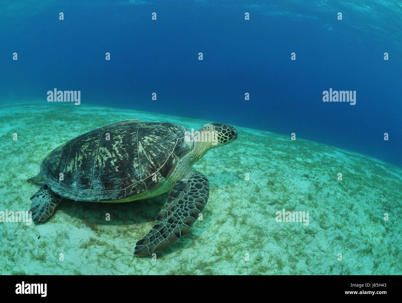 sea turtle on seagrass Stock Photo