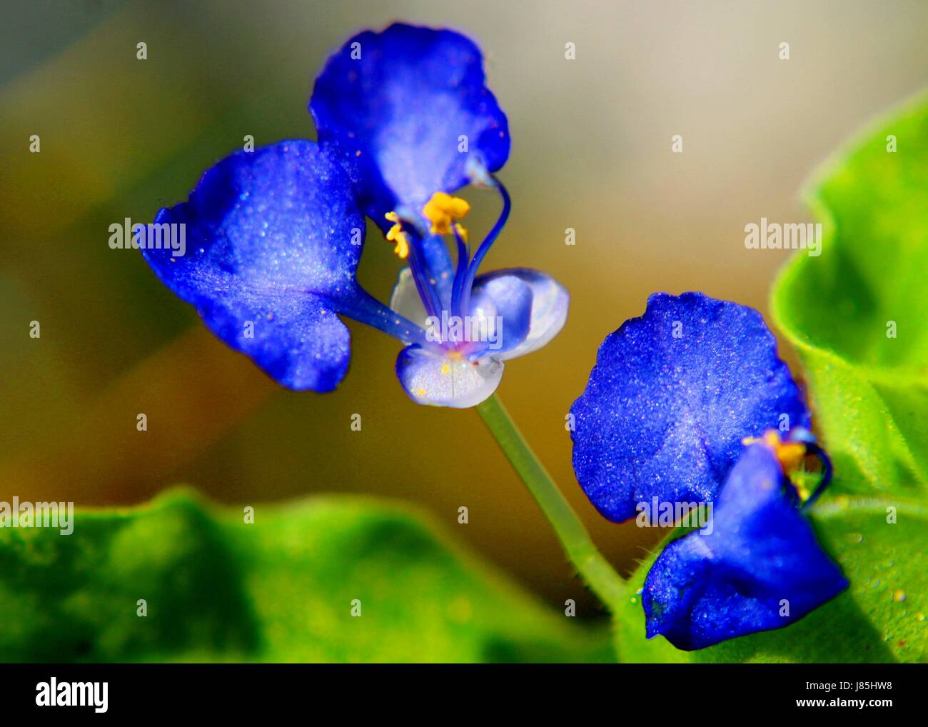 small blue color flower Stock Photo