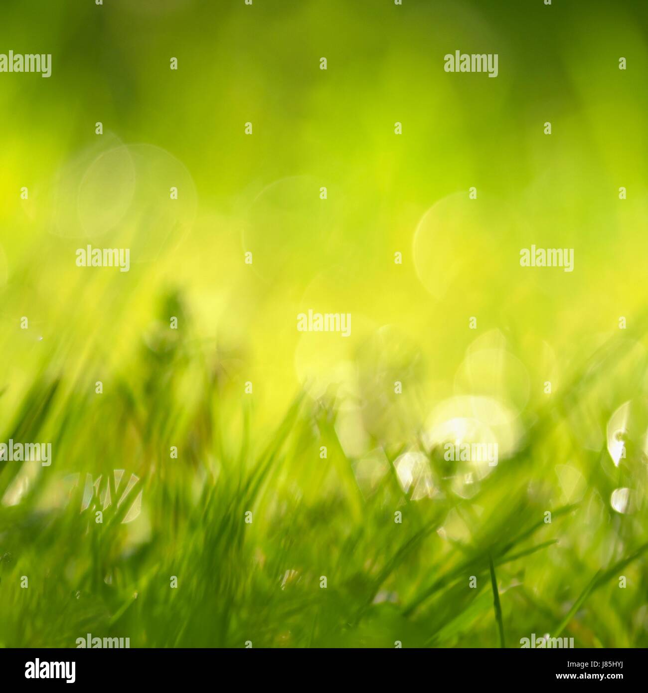 Beautiful natural background of green grass and sun. Seasonal concept