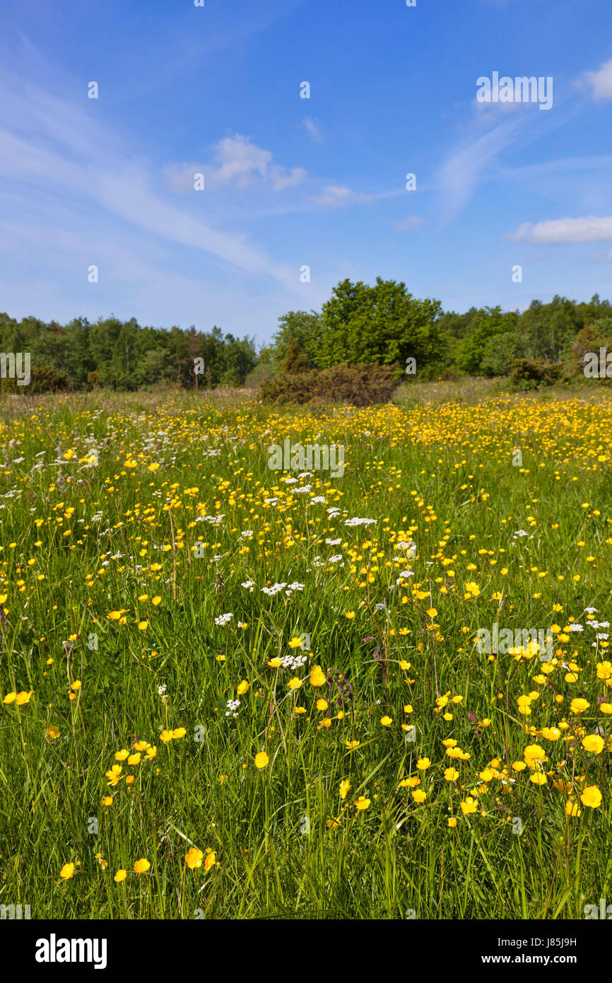 flower plant field landscape scenery countryside nature meadow buttercup tree Stock Photo