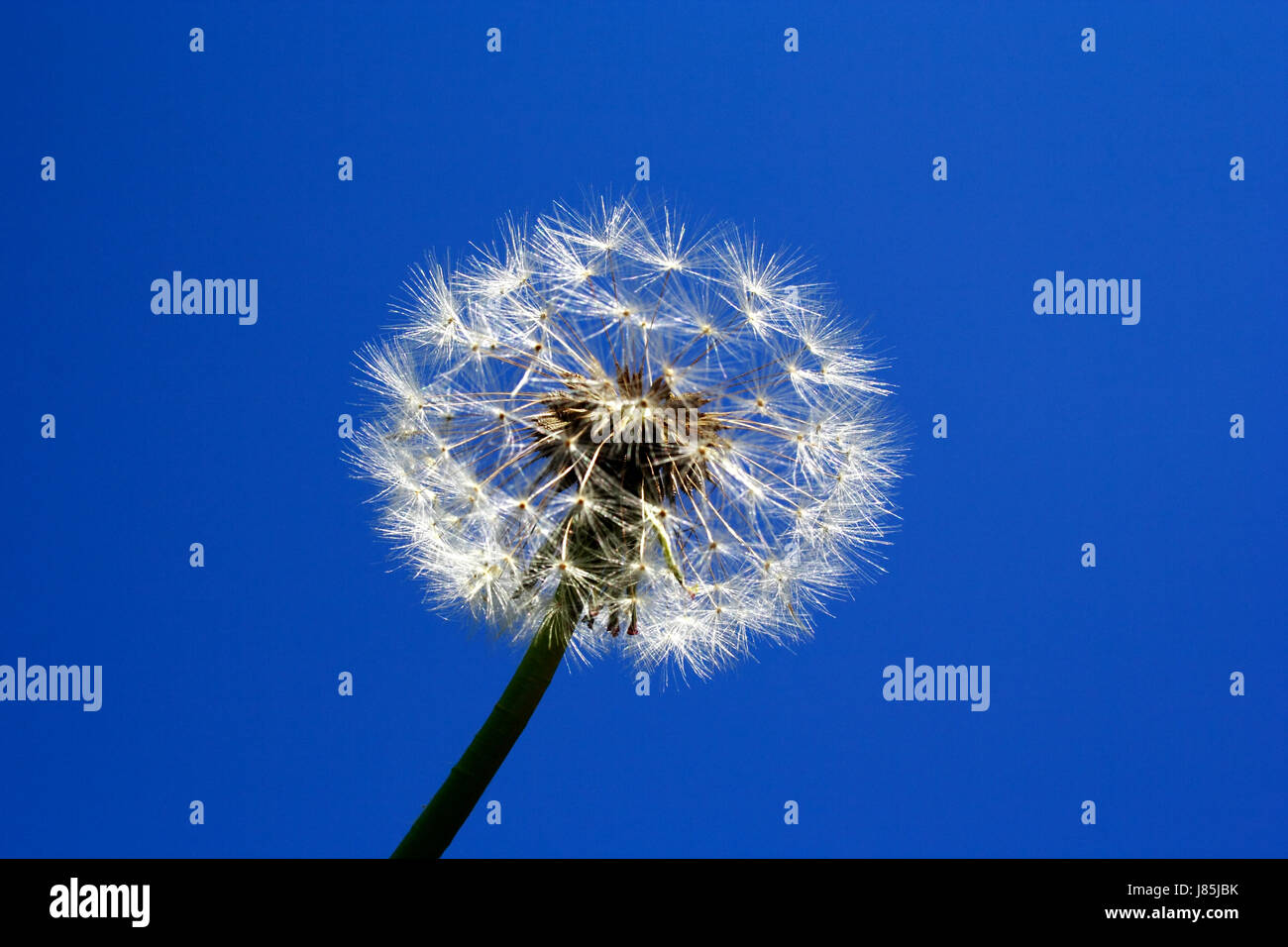 dandelion stage up on last of from head beautiful beauteously nice ...