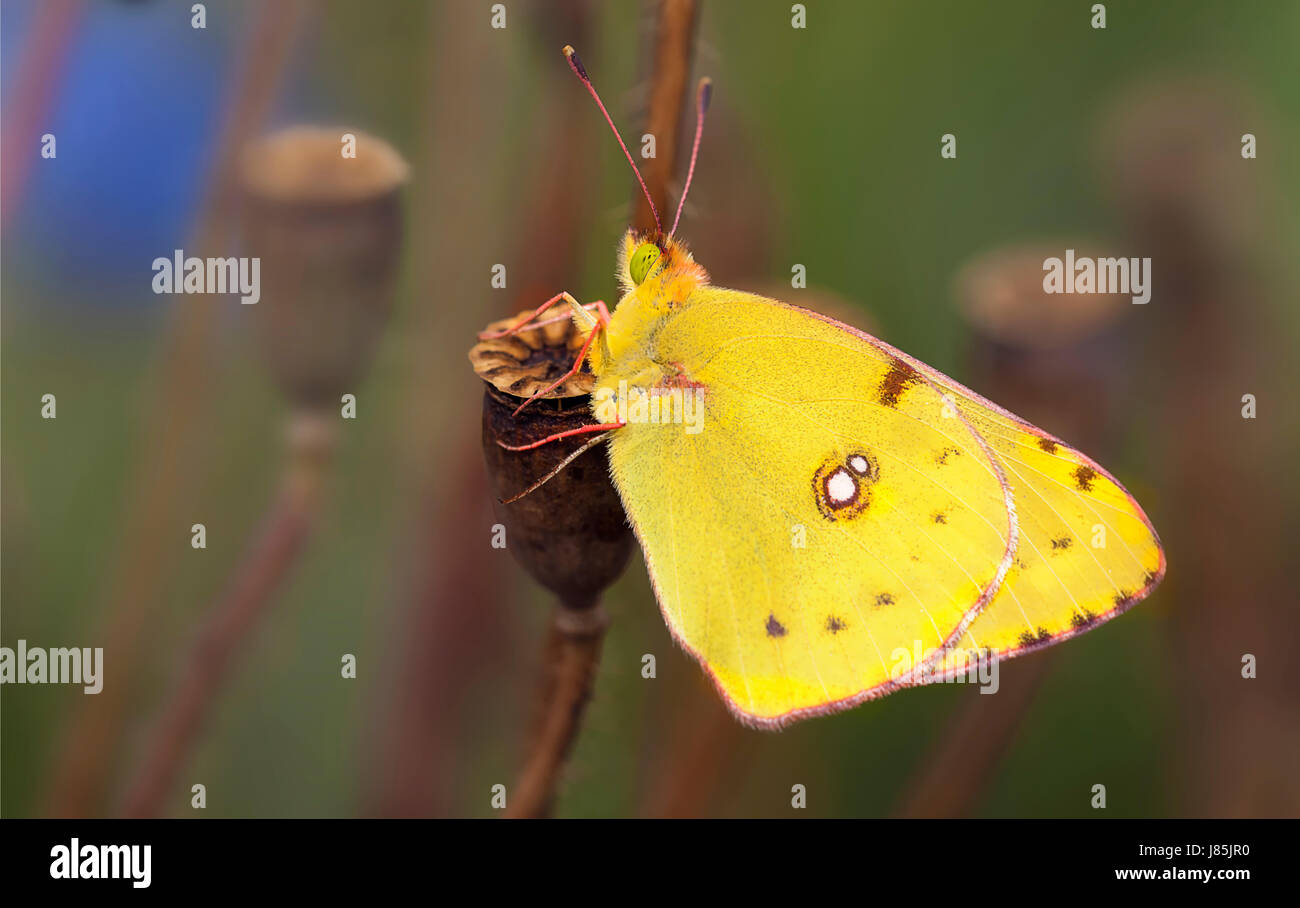 insect butterfly moth insect butterfly moth tagfalter weissling goldene