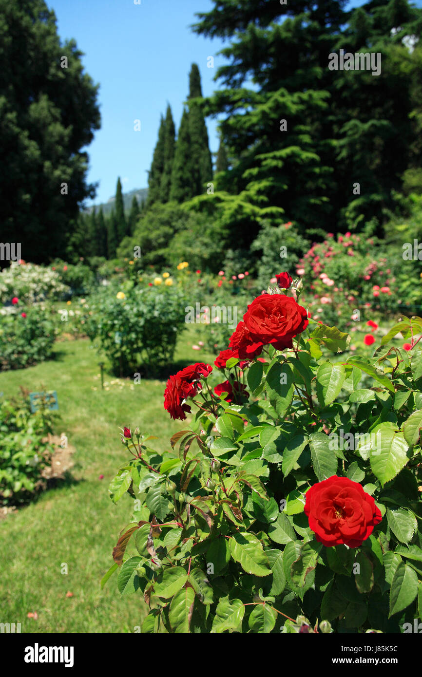 Beautiful red roses bush in botanical garden at summer day Stock Photo ...