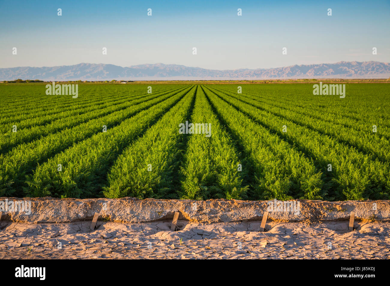 A green field of row crop in the Imperial Valley of California, USA