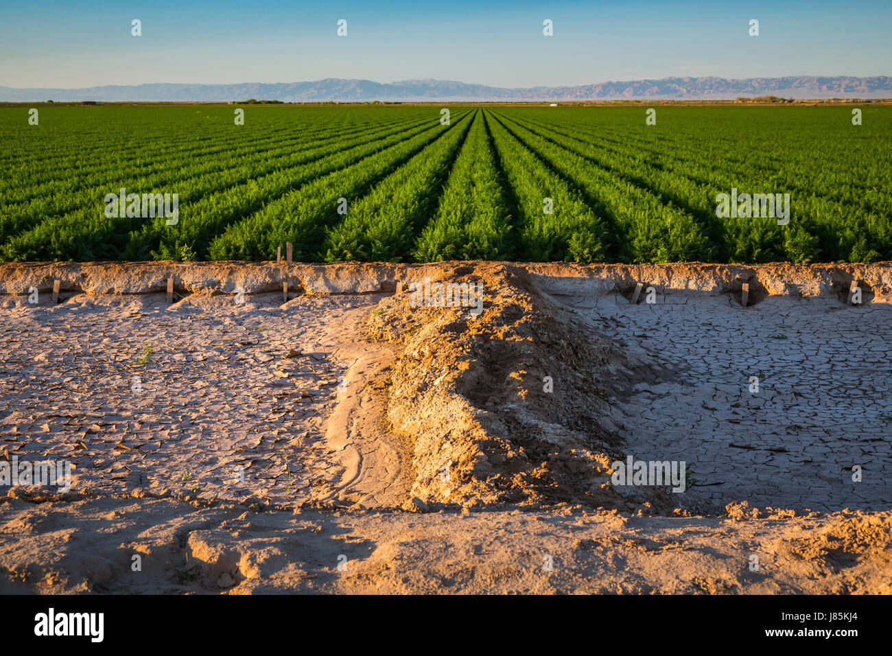 A green field of row crop in the Imperial Valley of California, USA