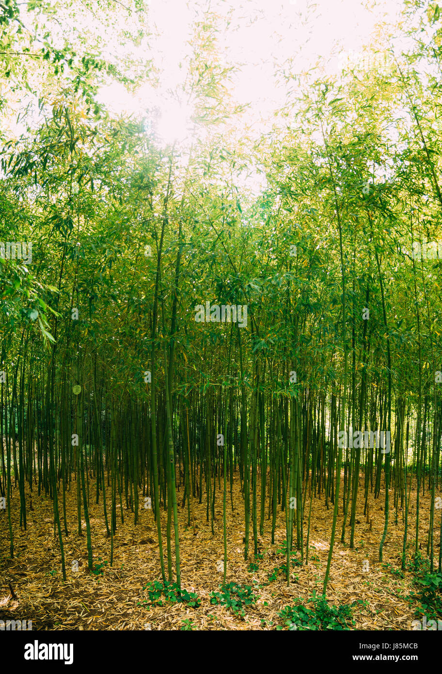 Bamboo Grove. Park Arboretum Trsteno in Croatia Stock Photo Alamy