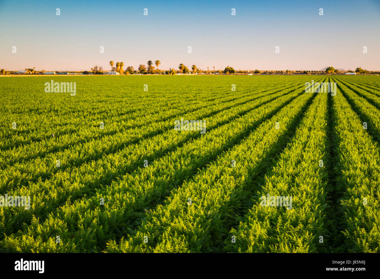 A green field of row crop in the Imperial Valley of California, USA
