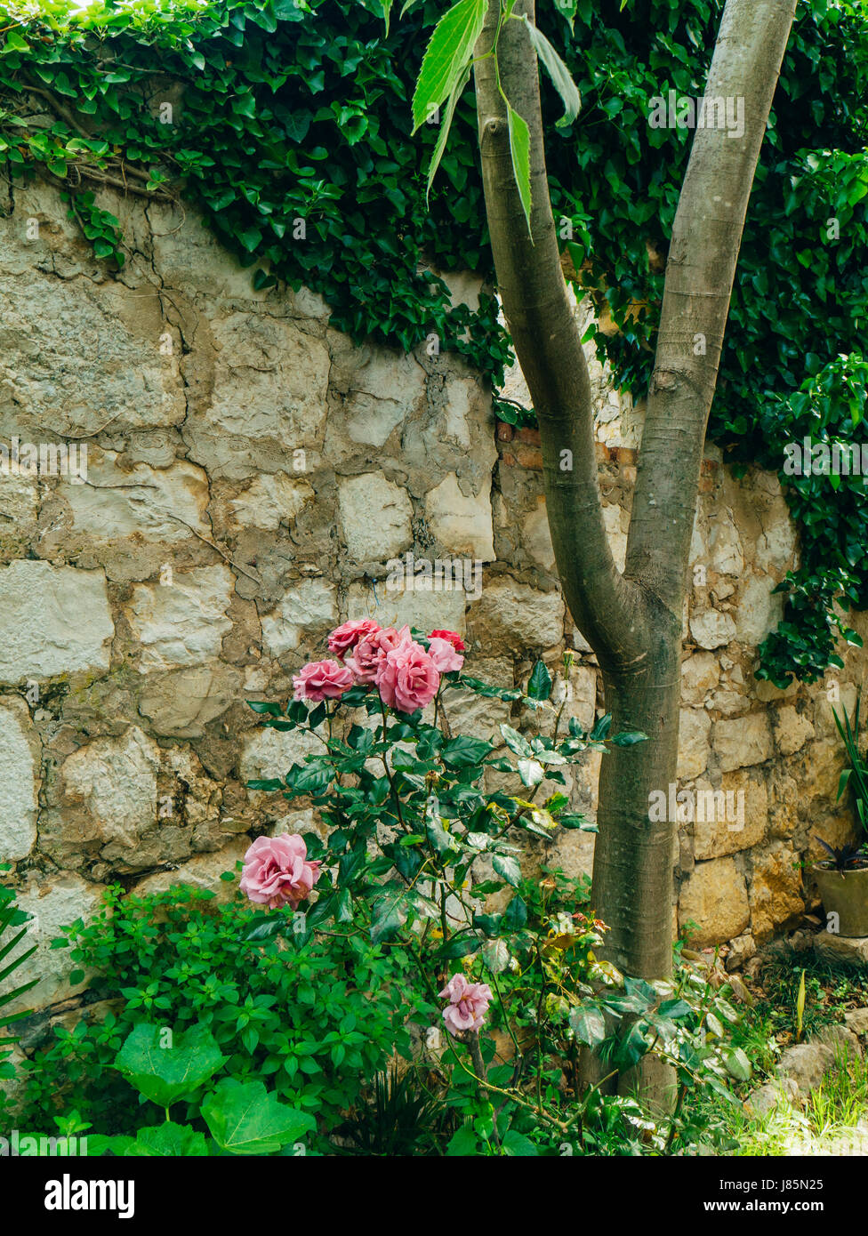Roses on the street. Pink and red roses grow on the streets of ...