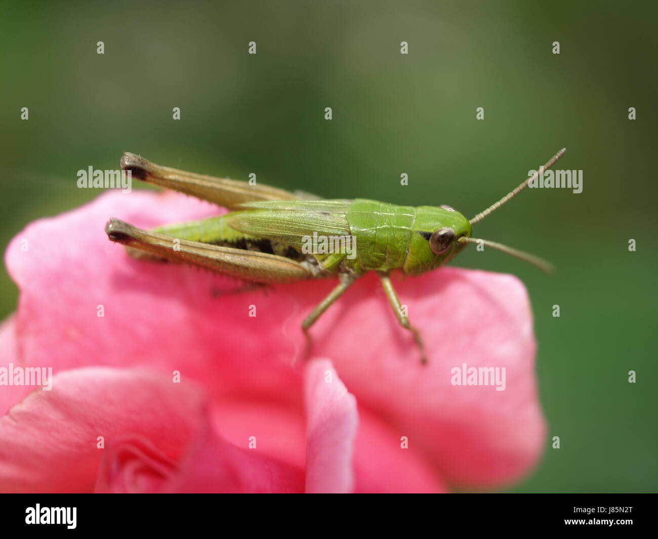 Heidegrashpfer hires stock photography and images Alamy