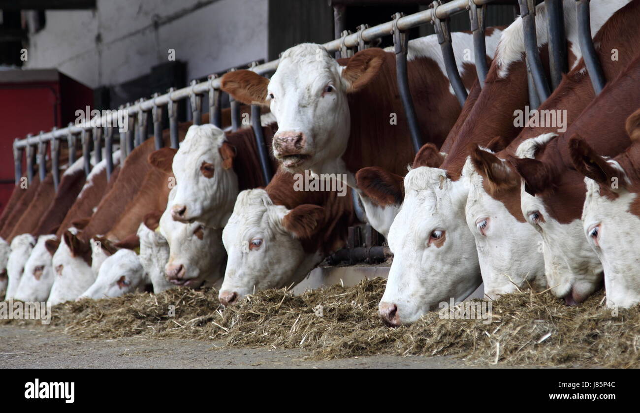 agriculture farming cows farm agriculture farming bavaria heads cow cows farm Stock Photo